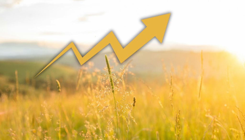 Keltaisena hehkuvaviljapelto, jonka päällä on keltainen ylöspäin osoittava nuoli